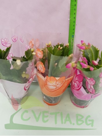 Великденче (Schlumbergera) - 3 броя